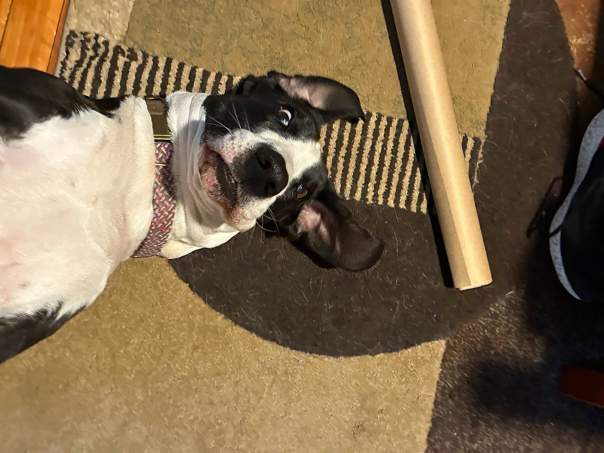 Harle is registered to the contest to win money with this photo: canidae, carnivore, collar, companion_dog, dog, dog_breed, dog_collar, eyewear, fashion_accessory, fawn, flooring, leash, personal_protective_equipment, pet_supply, road_surface, snout, sporting_group, tail, toy_dog, working_animal