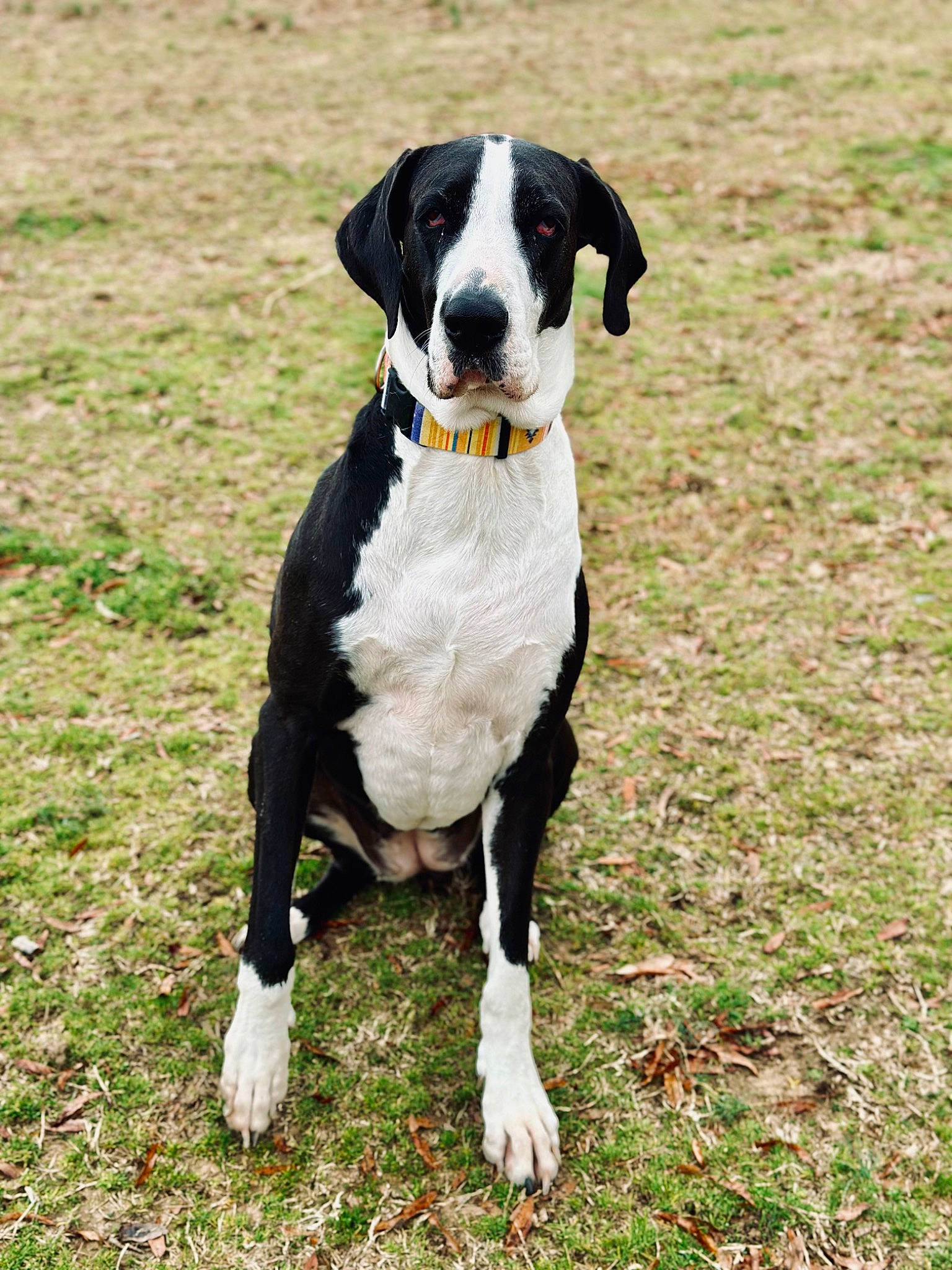 Harle joined the competition — help win amazing prizes! animal_sports, ball, canidae, carnivore, collar, companion_dog, dog, dog_breed, dog_collar, dog_supply, fawn, grass, non_sporting_group, snout, sporting_group, sports, tail, terrestrial_animal, working_animal, working_dog