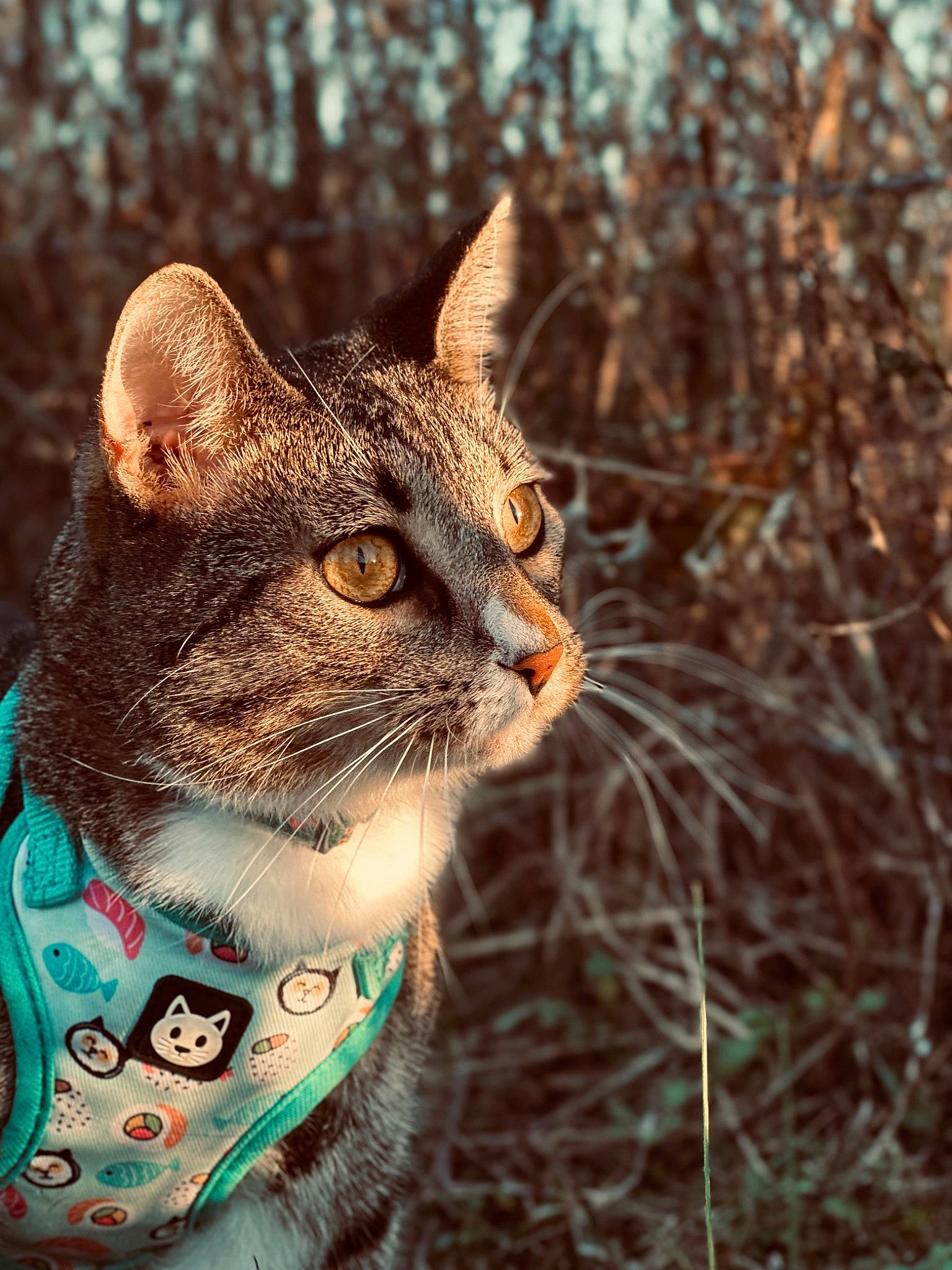 Yuma joined the competition — help win amazing prizes! carnivore, cat, domestic_short_haired_cat, fawn, felidae, fur, grass, paw, photo_caption, plant, small_to_medium_sized_cats, snout, tail, terrestrial_animal, tree, twig, whiskers, wildlife, wood