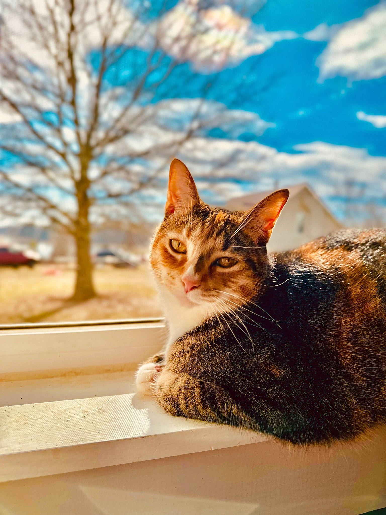 Calico is registered to the contest to win money with this photo: carnivore, cat, cloud, domestic_short_haired_cat, eye, fawn, felidae, fur, grass, plant, sitting, sky, small_to_medium_sized_cats, snout, tail, tree, whiskers, window, winter, wood