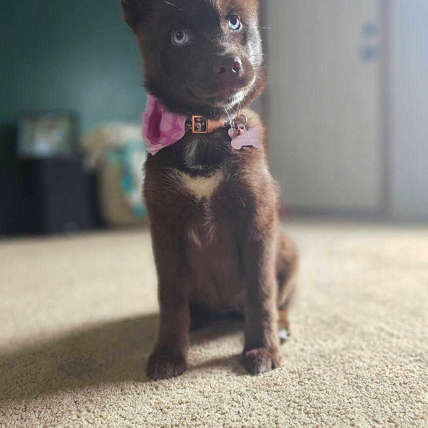 Roo
