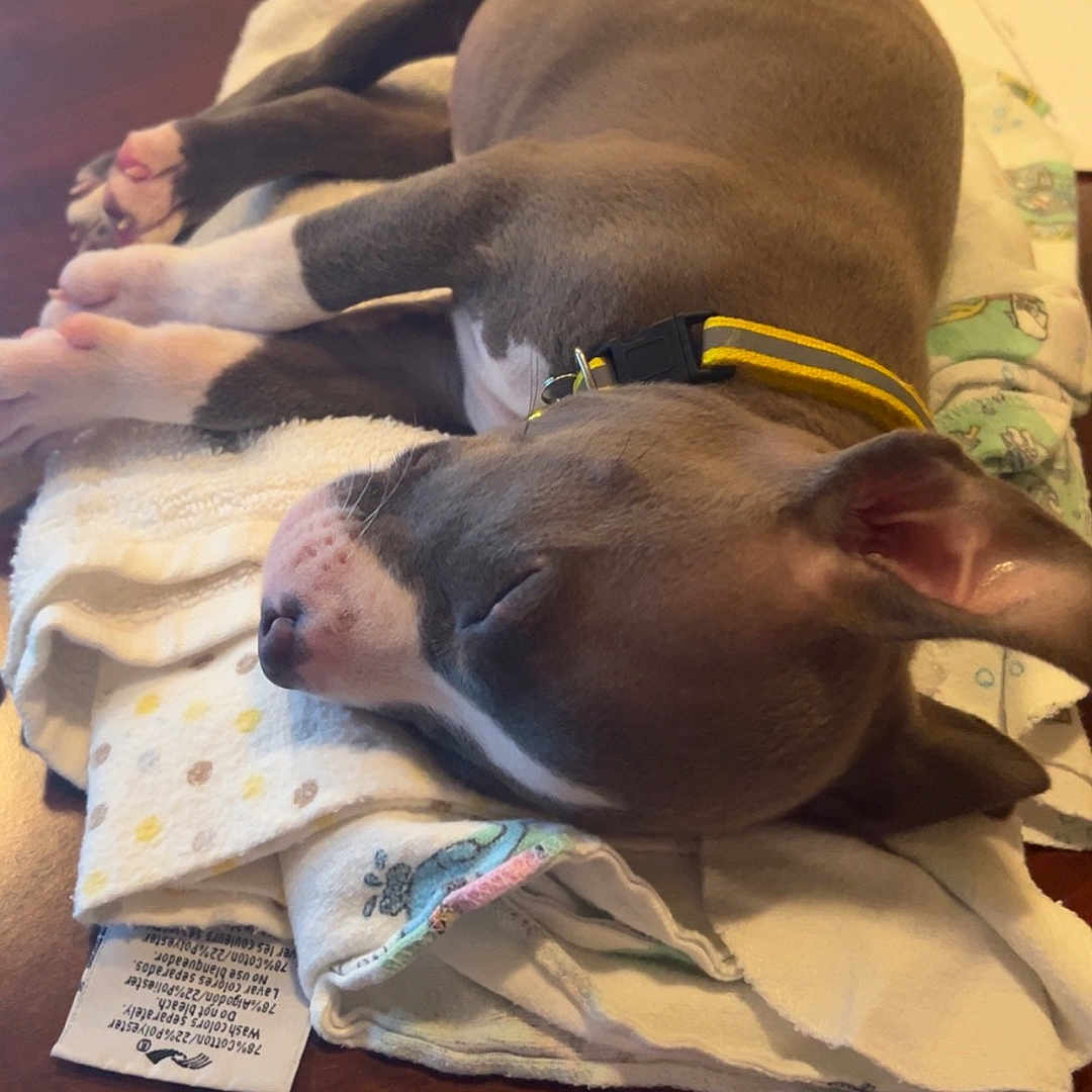 Gus Gus is registered to the contest to win money with this photo: animal, blanket, bodypart, bulldog, canine, dog, finger, furniture, hand, hardwood, homedecor, hound, linen, person, pet, pitbull, plywood, puppy, text, wood