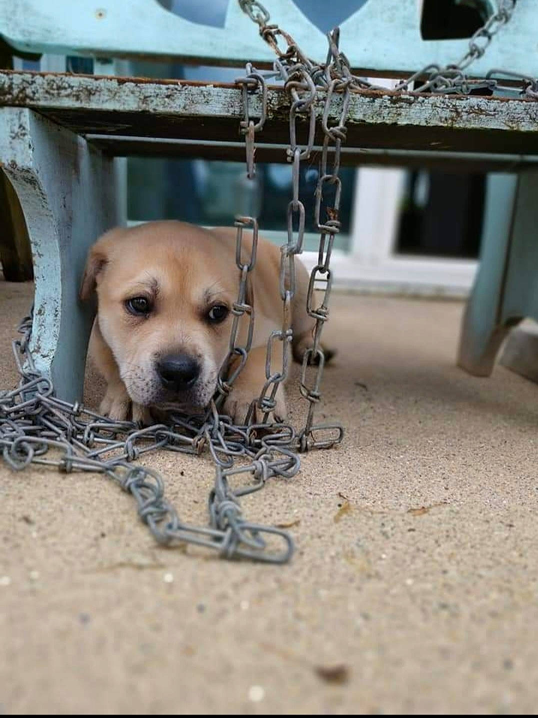 Khaos joined the competition — help win amazing prizes! animal_shelter, canidae, carnivore, chair, companion_dog, dog, dog_breed, fawn, flooring, foot, fur, metal, sitting, snout, sporting_group, street_dog, table, whiskers, window, wood