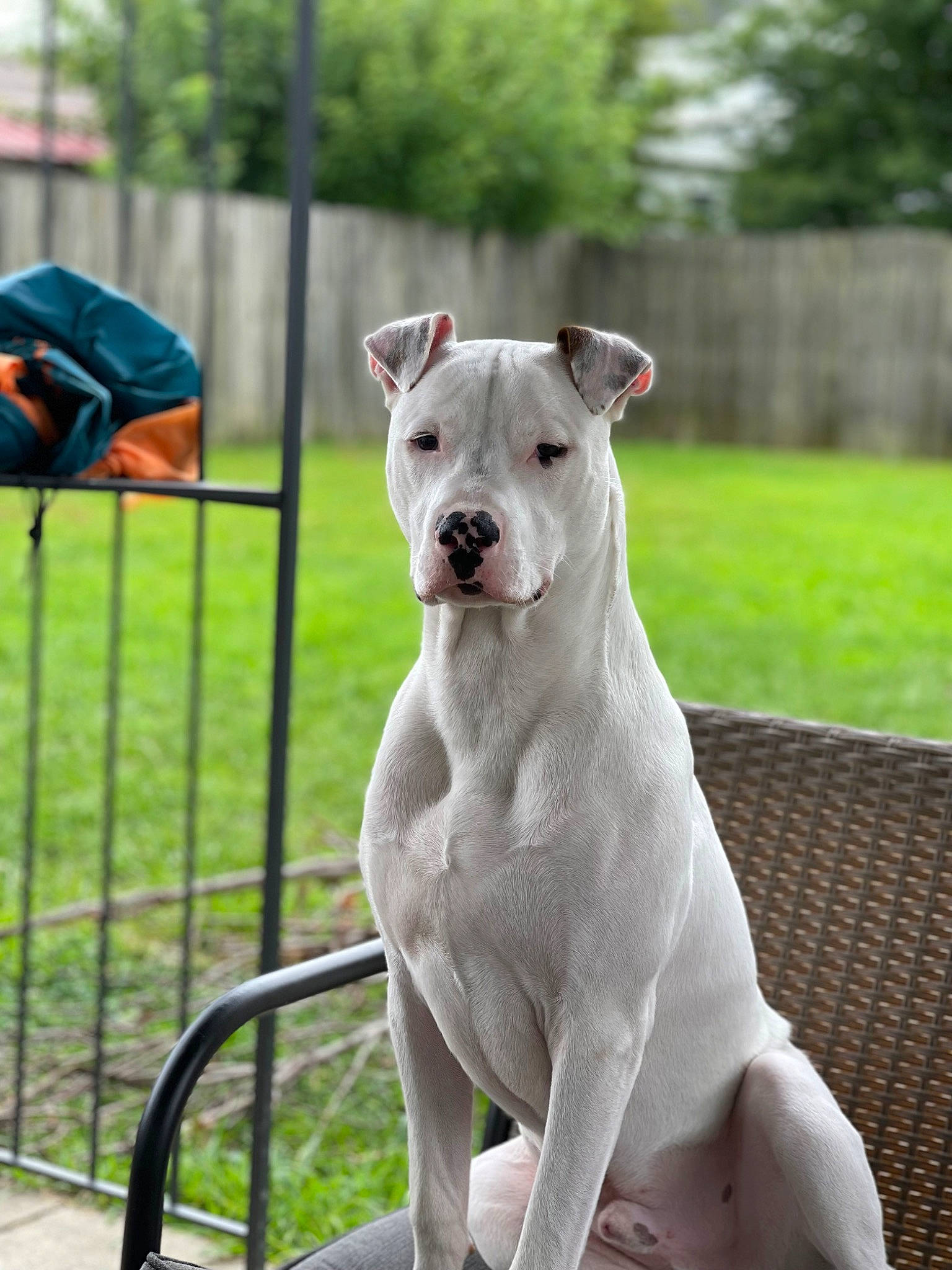 Cloud is registered to the contest to win money with this photo: canidae, carnivore, collar, companion_dog, dog, dog_breed, dog_collar, dogo_guatemalteco, fawn, fence, grass, luggage_and_bags, pet_supply, snout, sporting_group, tail, terrestrial_animal, tree, whiskers, working_animal