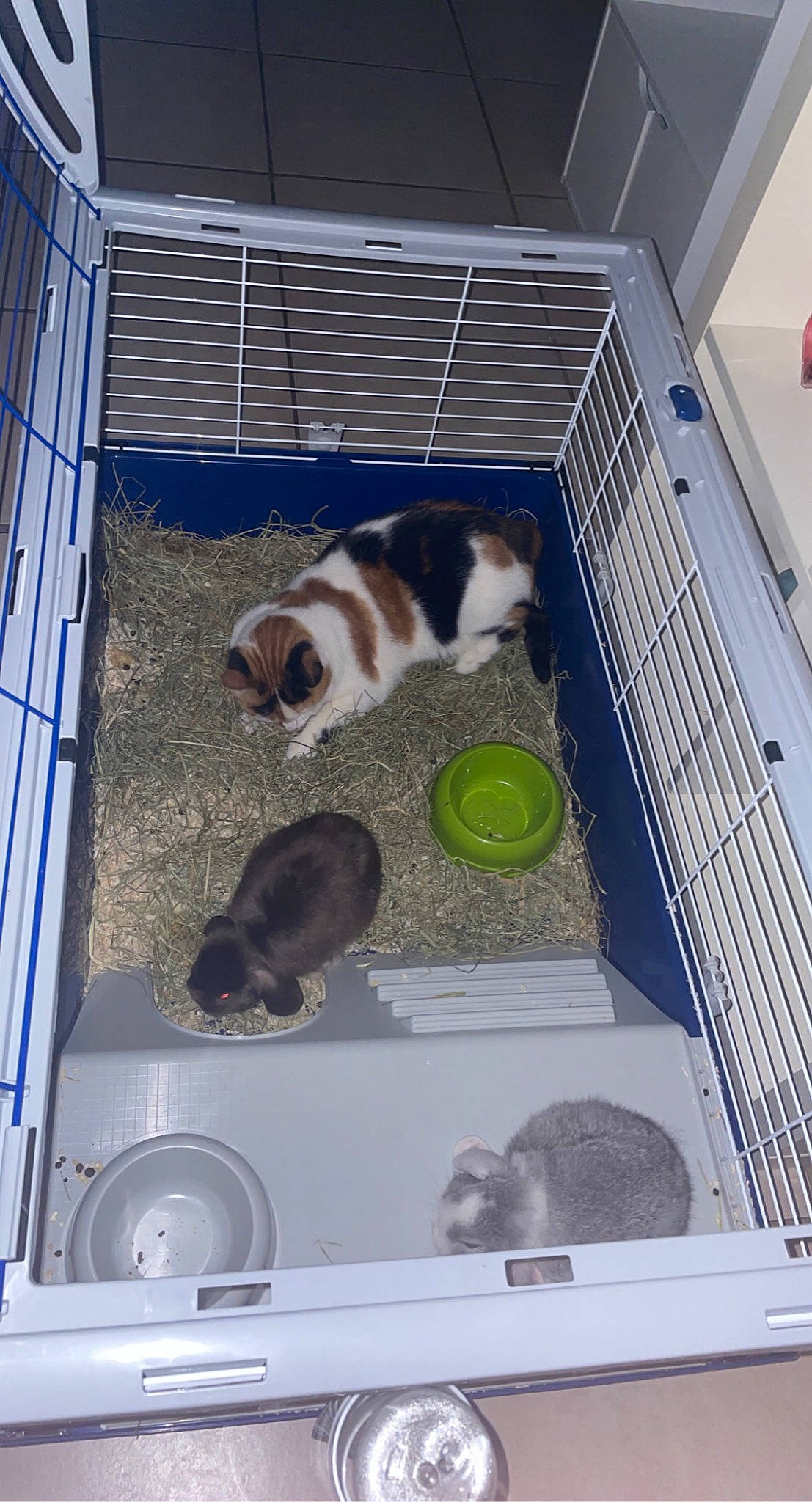 Lalie a rejoint le concours — aidez-le/la à gagner de superbes lots ! animal_feed, animal_shelter, blue, cage, canidae, carnivore, cat, cat_supply, domestic_short_haired_cat, felidae, gas, pet_food, pet_supply, room, small_animal_food, small_to_medium_sized_cats, sporting_group, tableware, tail, whiskers