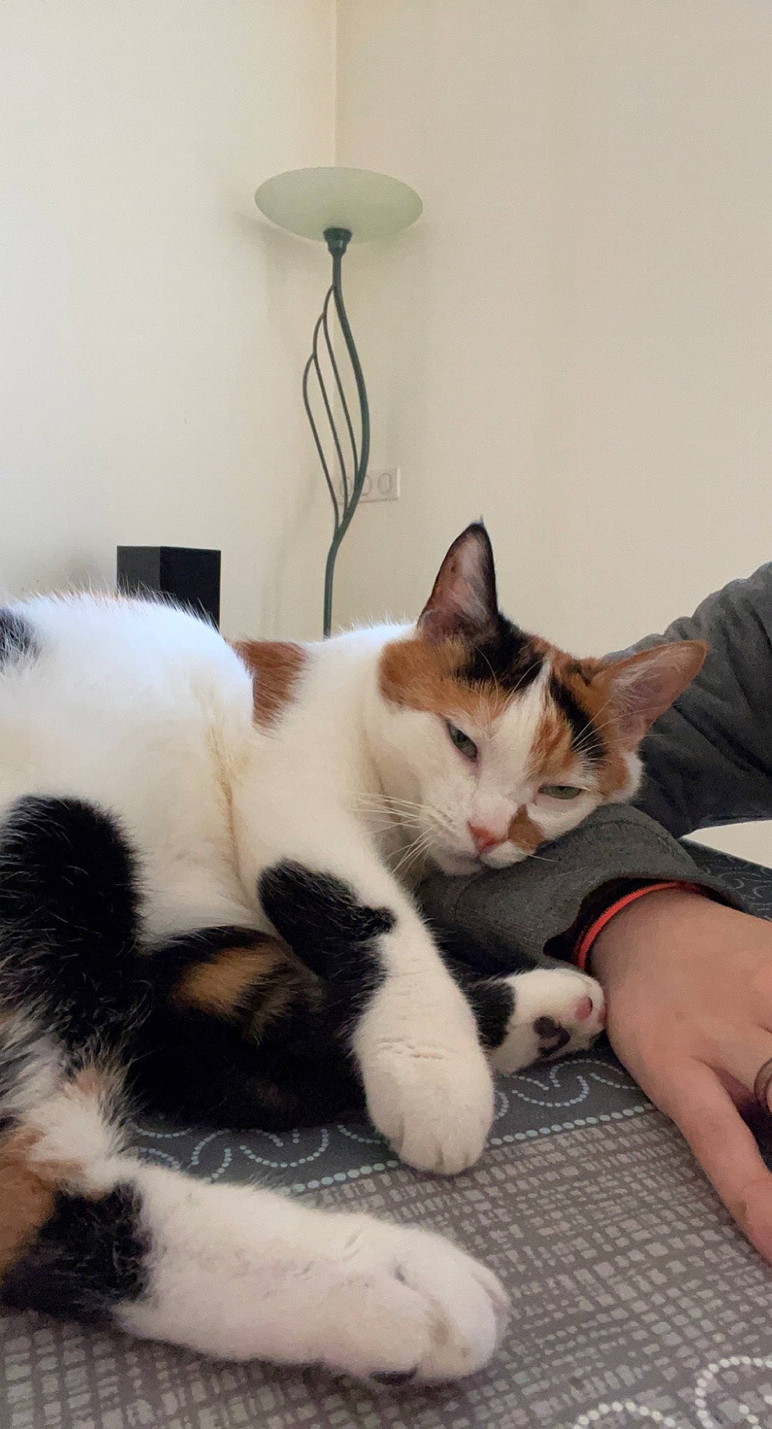 Lalie participe au concours pour gagner de l'argent avec cette photo : carnivore, cat, claw, comfort, domestic_short_haired_cat, felidae, foot, fur, lamp, lap, light_fixture, nap, paw, room, sitting, sleep, small_to_medium_sized_cats, snout, tail, whiskers