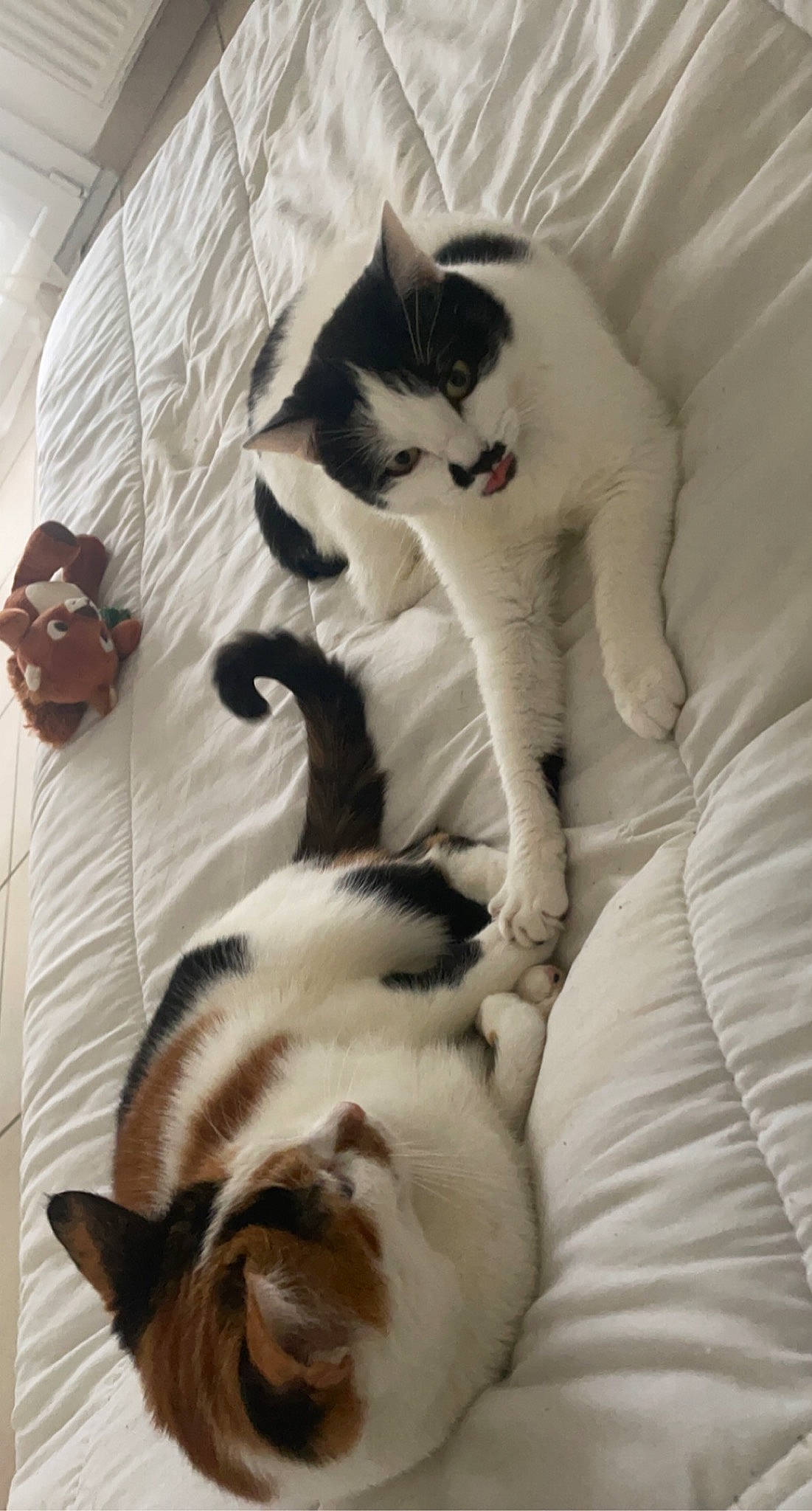 Nina participe au concours pour gagner de l'argent avec cette photo : balinese, carnivore, cat, comfort, companion_dog, dog_breed, domestic_short_haired_cat, fawn, felidae, flooring, fur, linens, nap, paw, small_to_medium_sized_cats, snout, tail, thai, whiskers, white