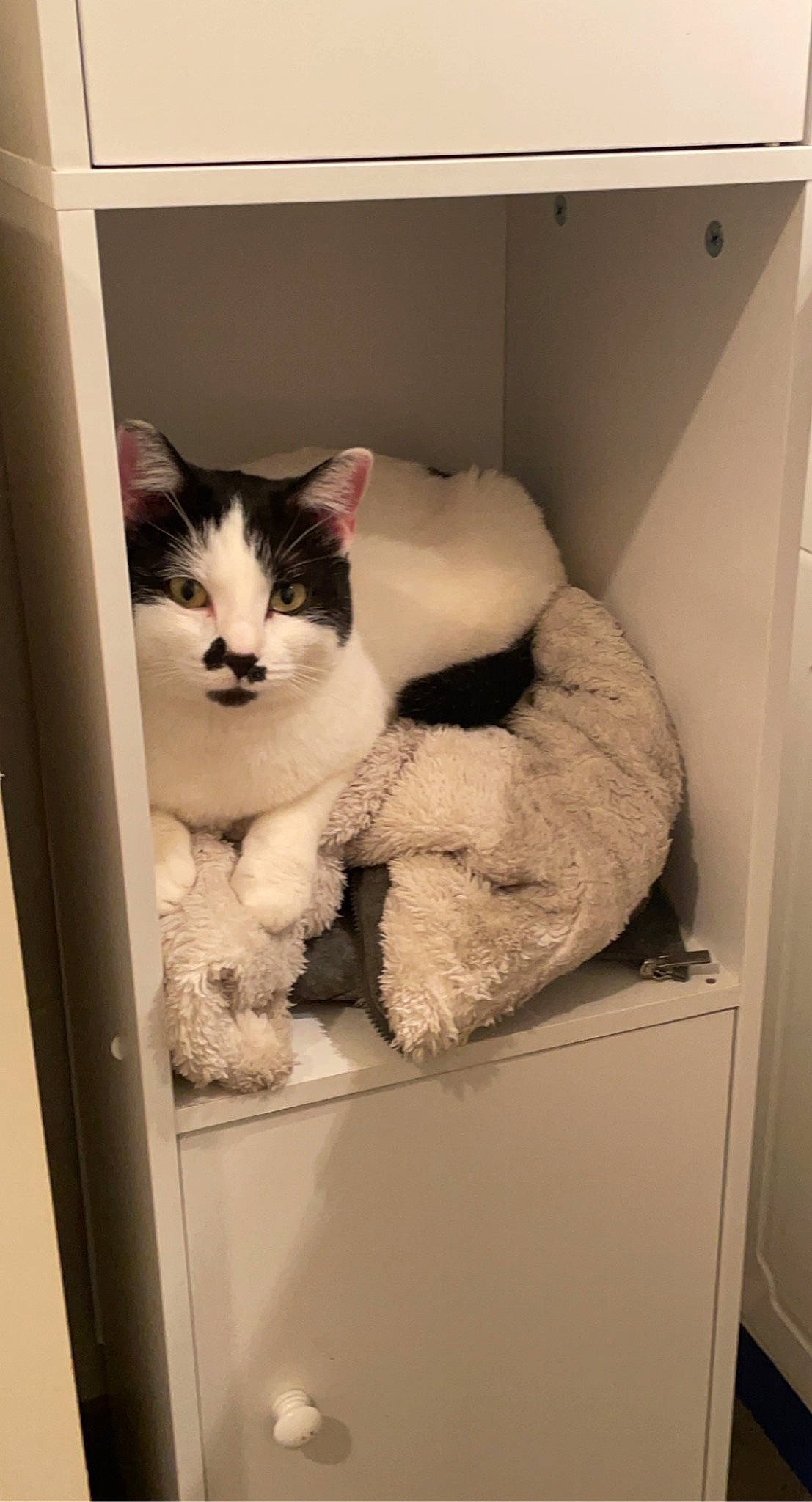 Nina participe au concours pour gagner de l'argent avec cette photo : box, cabinetry, cardboard, carnivore, cat, domestic_short_haired_cat, drawer, felidae, fur, major_appliance, mammal, packaging_and_labeling, packing_materials, room, shelf, shelving, small_to_medium_sized_cats, whiskers, window, wood