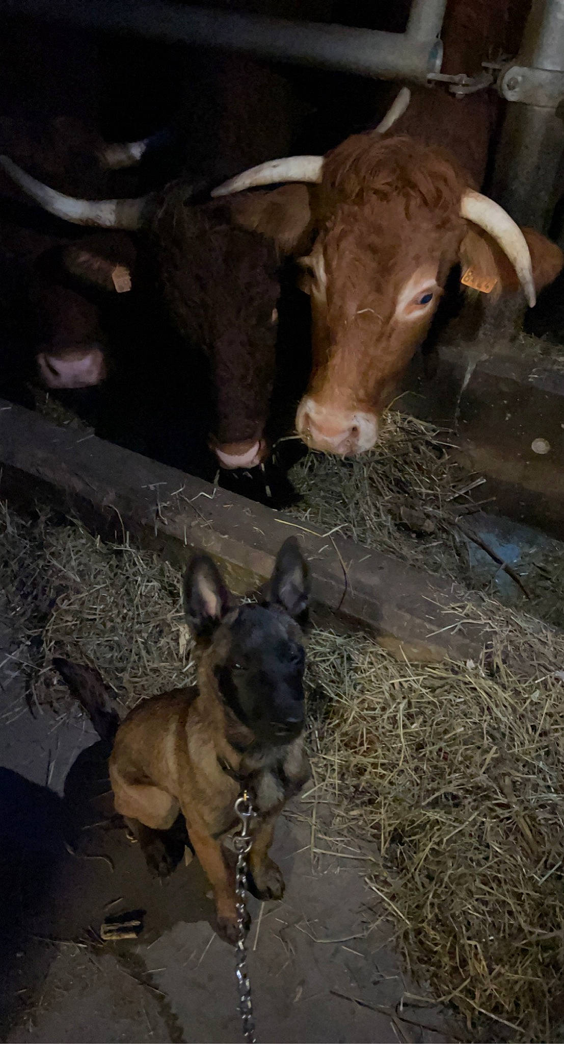 Roxy participe au concours pour gagner de l'argent avec cette photo : carnivore, companion_dog, cow_goat_family, dairy, dog, event, fawn, fur, grass, herd, landscape, light, livestock, natural_material, snout, terrestrial_animal, toy_dog, wildlife, wood, working_animal