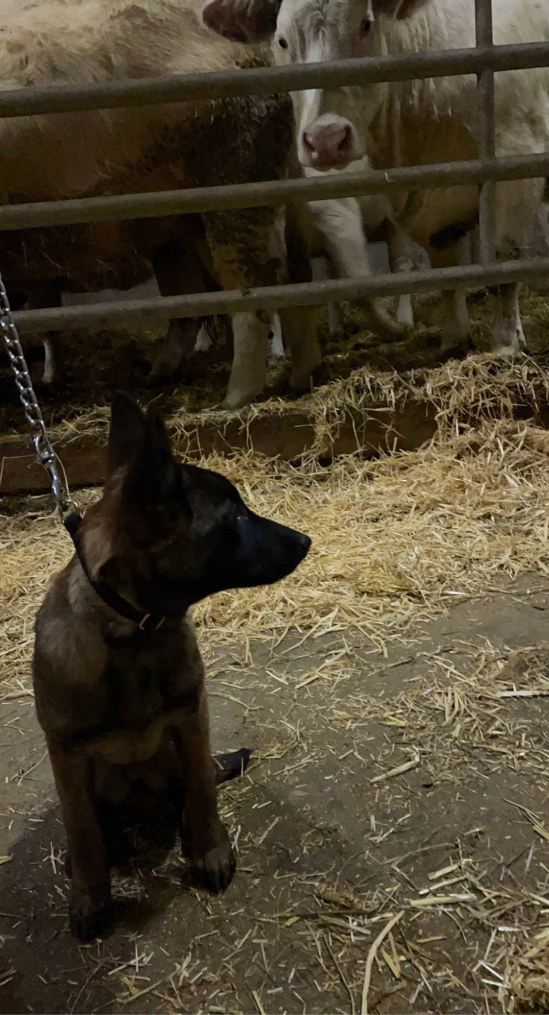 Roxy a rejoint le concours — aidez-le/la à gagner de superbes lots ! canidae, carnivore, collar, companion_dog, dog, dog_breed, dog_collar, fence, grass, guard_dog, landscape, livestock, snout, soil, sporting_group, tail, terrestrial_animal, wood, working_animal, working_dog