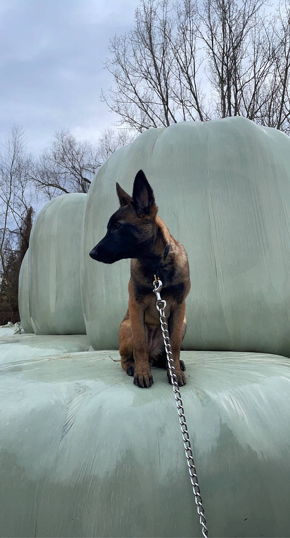 Roxy participe au concours pour gagner de l'argent avec cette photo : canidae, carnivore, cloud, collar, companion_dog, dog, dog_breed, dog_collar, dog_supply, fawn, grey, mexican_hairless_dog, pet_supply, recreation, sky, snout, snow, sporting_group, tree, working_animal