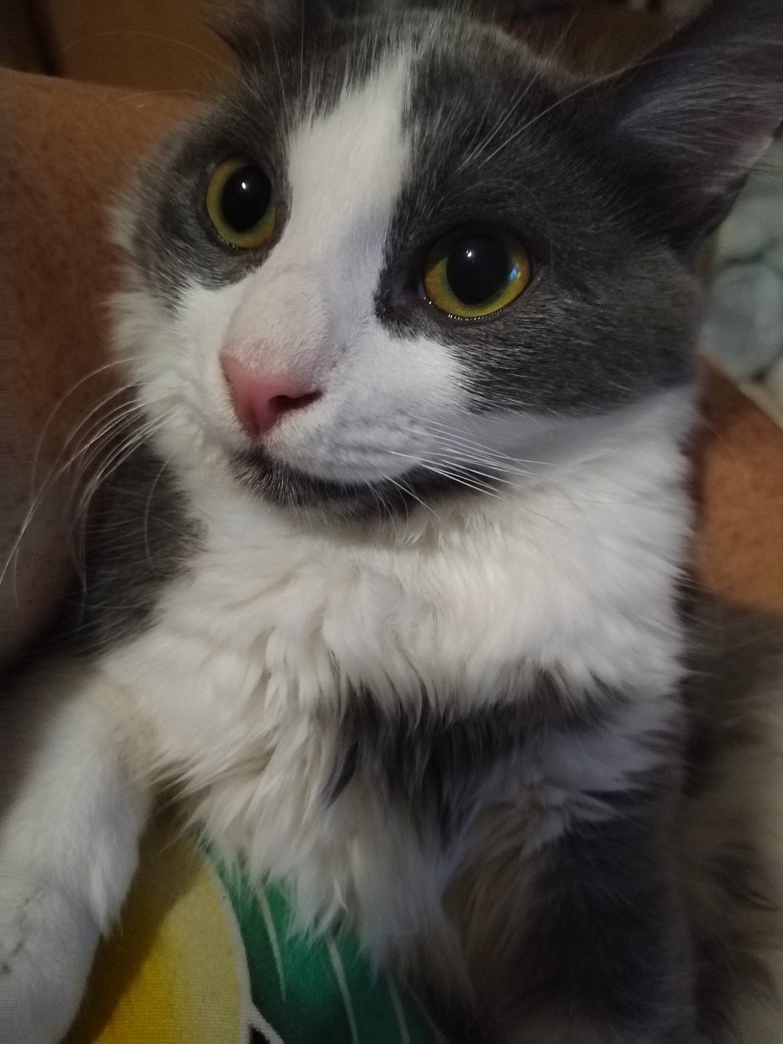 Simba
