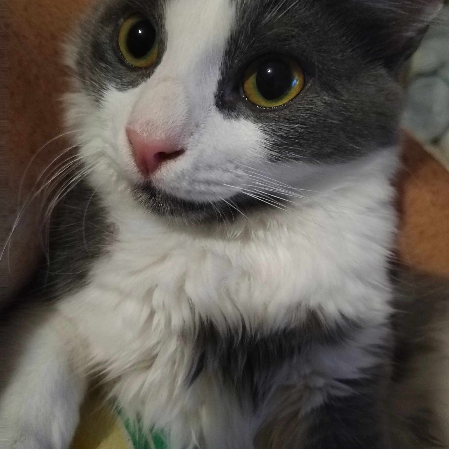 Simba