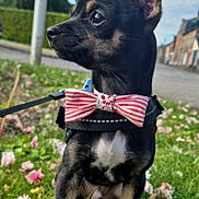 Arrow participe au concours pour gagner de l'argent avec cette photo :