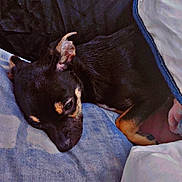 Arrow participe au concours pour gagner de l'argent avec cette photo : puppy, dog, sleeping, blanket, pillow, indoor, cozy, resting, black_dog, tan_markings, cute, pet, animal, fur, young_dog, domestic_animal, comfort, relaxation, closeup, soft_texture