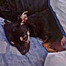 puppy, dog, sleeping, blanket, pillow, indoor, cozy, resting, black_dog, tan_markings, cute, pet, animal, fur, young_dog, domestic_animal, comfort, relaxation, closeup, soft_texture