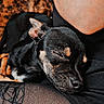 puppy, dog, sleeping, black_and_tan, lap, person, tattoo, phone, legs, stockings, closeup, indoor, resting, furry, pet, cozy, relaxed, animal, black_clothing, human_arm