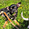 puppy, dog, grass, stick, flower, outdoor, sunny, meadow, playful, leaf, nature, pet, animal, cute, young_dog, blue_sky, clouds, ear, tongue, greenery