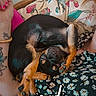 dog, sleeping, curled_up, pet, resting, indoor, cushion, floral_pattern, tattoo, hand, nail_polish, person, clothing, comfort, relaxation, black_dog, small_dog, paw, cute, nap