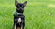 Arrow a rejoint le concours — aidez-le/la à gagner de superbes lots ! dog, puppy, grass, green, outdoor, pet, animal, small_dog, black_dog, tan_markings, collar, bow, ears_up, sitting, cute, nature, summer, daylight, alert, portrait
