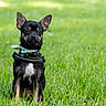 dog, puppy, grass, green, outdoor, pet, animal, small_dog, black_dog, tan_markings, collar, bow, ears_up, sitting, cute, nature, summer, daylight, alert, portrait