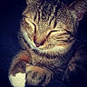 cat, tabby, close_up, sleeping, fur, whiskers, paw, white_paw, animal, pet, cute, cozy, relaxed, mammal, face, feline, domestic_animal, peaceful, resting, soft