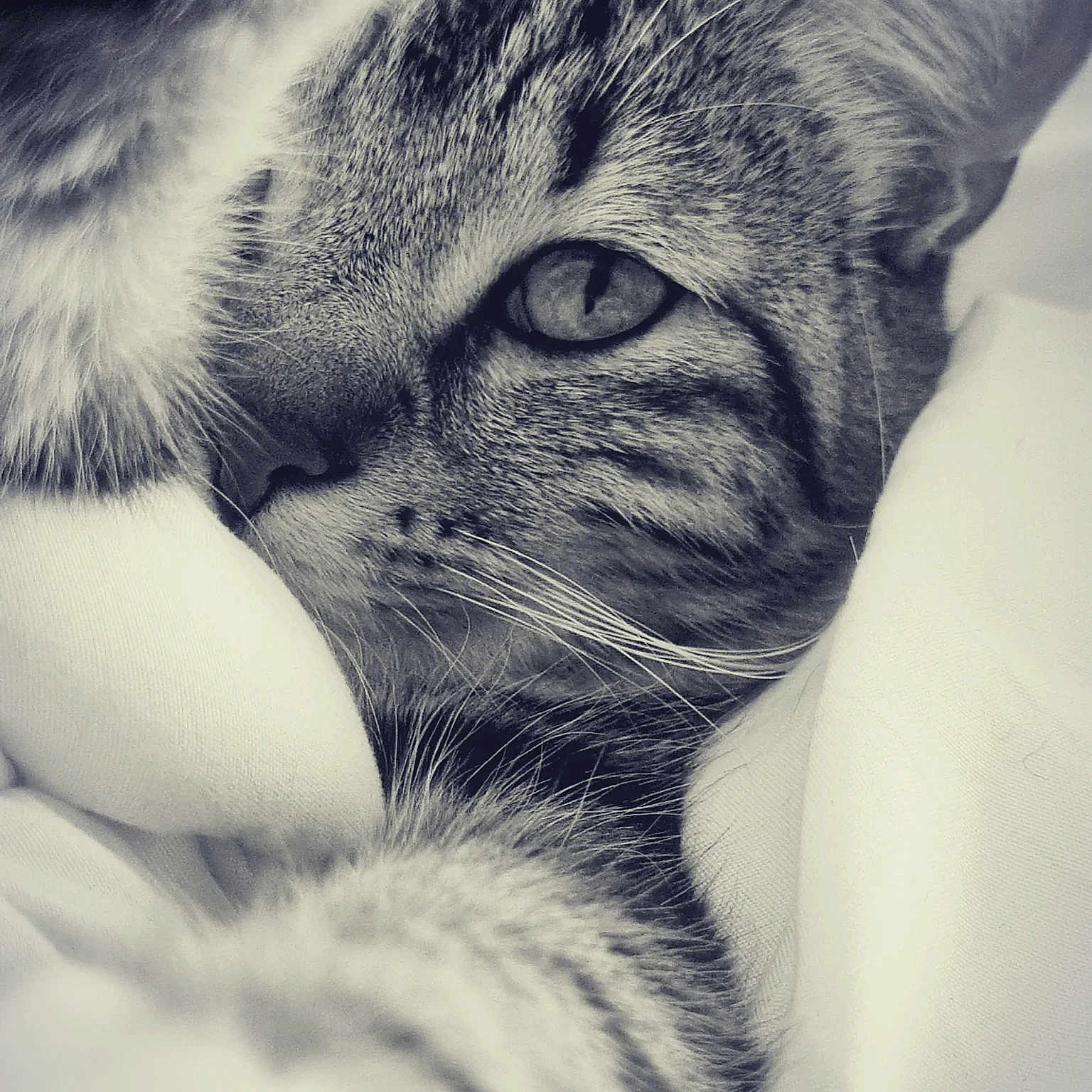Rasta a rejoint le concours — aidez-le/la à gagner de superbes lots ! cat, tabby, close_up, black_and_white, fur, whiskers, eye, sleeping, resting, blanket, soft, pet, animal, indoor, cozy, relaxed, portrait, face, domestic_cat, feline