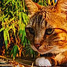 Rasta a rejoint le concours — aidez-le/la à gagner de superbes lots ! cat, close_up, green_eyes, fur, whiskers, paw, outdoor, sunlight, nature, plants, leafy_background, animal, pet, curious, tabby, domestic_cat, mammal, feline, portrait, relaxed