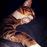 Rasta a rejoint le concours — aidez-le/la à gagner de superbes lots ! cat, tabby, sleeping, paw, fur, closeup, cozy, blanket, resting, animal, pet, whiskers, nose, cute, soft, warm, relaxed, indoor, mammal, feline