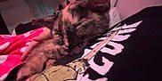 Jinx joined the competition — help win amazing prizes! kitten, cat, sleeping, close_up, indoor, blanket, hand, person, tshirt, graphic_tshirt, polka_dot, pink, black, fur, cute, pet, resting, cozy, comfort, animal