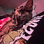 kitten, cat, sleeping, close_up, indoor, blanket, hand, person, tshirt, graphic_tshirt, polka_dot, pink, black, fur, cute, pet, resting, cozy, comfort, animal