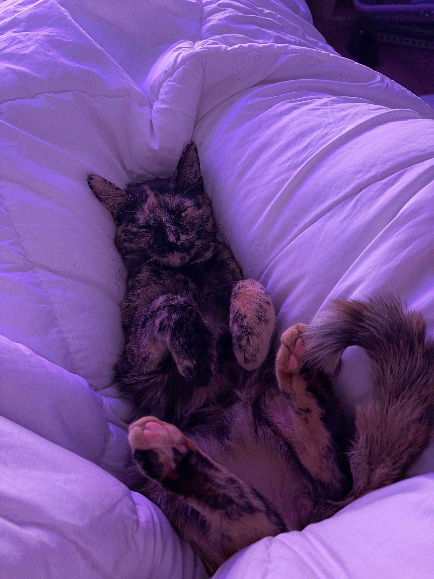 Jinx joined the competition — help win amazing prizes! cat, tortoiseshell, pet, sleeping, cozy, bedding, blanket, fur, paws, tail, indoor, relaxed, cute, resting, comfort, fluffy, purple_light, animal, home, nap