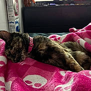 Jinx is registered to the contest to win money with this photo: cat, sleeping, tortoiseshell, pink_collar, blanket, pink, skull_pattern, cozy, indoor, pet, fur, resting, close_up, cute, domestic_animal, relaxed, soft_texture, bedroom, animal, comfort
