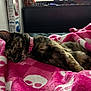 cat, sleeping, tortoiseshell, pink_collar, blanket, pink, skull_pattern, cozy, indoor, pet, fur, resting, close_up, cute, domestic_animal, relaxed, soft_texture, bedroom, animal, comfort