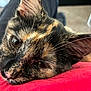 Jinx joined the competition — help win amazing prizes! kitten, cat, tortoiseshell, close_up, resting, sleepy, fur, ears, eyes, face, pet, animal, indoor, blurred_background, cute, small, whiskers, soft, red_fabric, relaxed