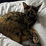 Jinx is registered to the contest to win money with this photo: cat, tortoiseshell, pet, feline, fur, bed, blanket, white, sleeping, resting, animal, domestic, cozy, soft, indoor, cute, mottled, relaxed, curled, warm
