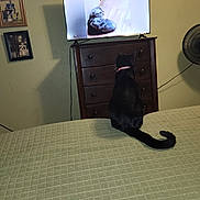 Jellybean is registered to the contest to win money with this photo: cat, black_cat, television, video, bed, quilted_bedspread, dresser, fan, wall, framed_photos, floor, indoor, furniture, pet, collar, animal, watching, curled_up, home, relaxing