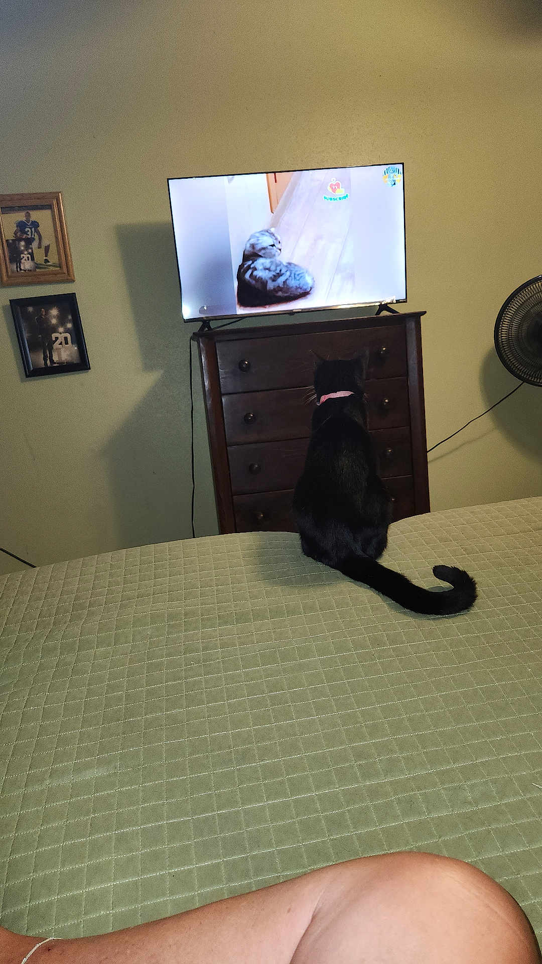Jellybean is registered to the contest to win money with this photo: cat, black_cat, television, video, bed, quilted_bedspread, dresser, fan, wall, framed_photos, floor, indoor, furniture, pet, collar, animal, watching, curled_up, home, relaxing