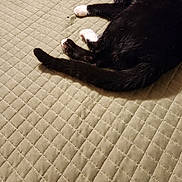 Jellybean joined the competition — help win amazing prizes! animal, bed, black_and_white, cat, collar, cozy, cute, domestic_cat, feline, fur, indoor, paws, pet, quiet, quilted_bedspread, relaxed, resting, sleeping, tail, whiskers