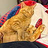 cat, ginger_cat, tabby, sleeping, pet, animal, feline, indoors, blanket, bed, cozy, relaxed, paws, whiskers, closed_eyes, orange_fur, portrait, home, comfort, nap