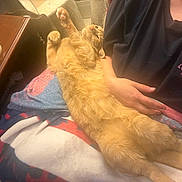 Rusty is registered to the contest to win money with this photo: cat, orange_cat, tabby, pet, animal, lying_down, belly_up, stretching, paws, whiskers, eyes, fur, relaxed, lap, person, hand, blanket, indoor, cozy, portrait