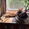 Rusty is registered to the contest to win money with this photo: cat, orange_cat, tabby, sleeping, sunbathing, indoors, window, sunlight, houseplant, potted_plant, bonsai, glass_table, wooden_cabinet, books, curtains, home_interior, relaxed, stretching, whiskers, striped_fur