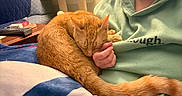 Rusty is registered to the contest to win money with this photo: cat, ginger_cat, sleeping, curled_up, pet, animal, furry, orange_fur, tail, whiskers, closed_eyes, person, hand, green_fleece, blanket, couch, indoor, cozy, cat_tree, relaxed