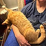Rusty joined the competition — help win amazing prizes! cat, orange_cat, pet, animal, furry, striped_fur, tail, whiskers, indoor, lap, person, t_shirt, sitting, cuddling, relaxed, home, furniture, chair, warm_lighting, portrait