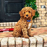 Rookie Bo is registered to the contest to win money with this photo: adorable, animal, blue_collar, brick_porch, brown_fur, curly_fur, cute, dog, domestic_animal, door, front_view, greenery, home, outdoor, pet, portrait, puppy, sitting, step, young_dog