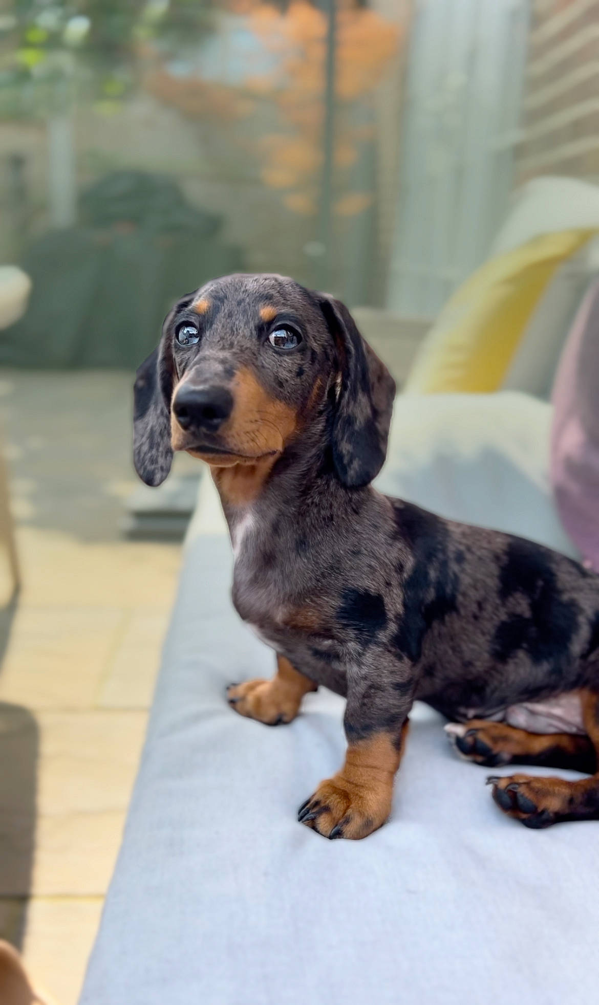 Denzel is registered to the contest to win money with this photo: canidae, carnivore, companion_dog, dog, dog_breed, fawn, hound, hunting_dog, liver, mammal, metal, snout, sporting_group, terrestrial_animal, vertebrate, working_animal, working_dog