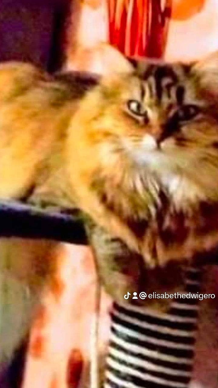 Mimitte a rejoint le concours — aidez-le/la à gagner de superbes lots ! carnivore, cat, felidae, font, fur, internet_meme, photo_caption, photography, small_to_medium_sized_cats, terrestrial_animal, whiskers