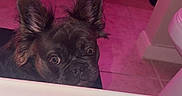 Chanel joined the competition — help win amazing prizes! dog, bathtub, bathroom, tile_floor, curious, ears_up, pet, indoor, pink_light, cabinet, mat, wall, floor, white, black_dog, looking_up, cute, animal, fur, small_dog