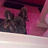 dog, bathtub, bathroom, tile_floor, curious, ears_up, pet, indoor, pink_light, cabinet, mat, wall, floor, white, black_dog, looking_up, cute, animal, fur, small_dog