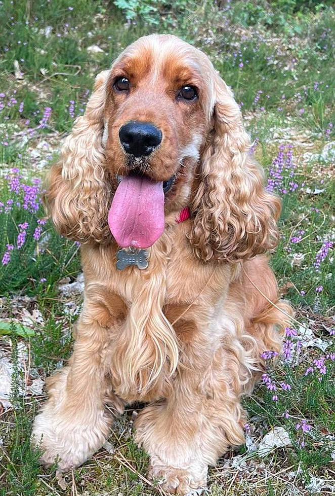 Phebus participe au concours pour gagner de l'argent avec cette photo : animal, canine, cockerspaniel, dog, flower, grass, hound, pet, plant, puppy, terrier